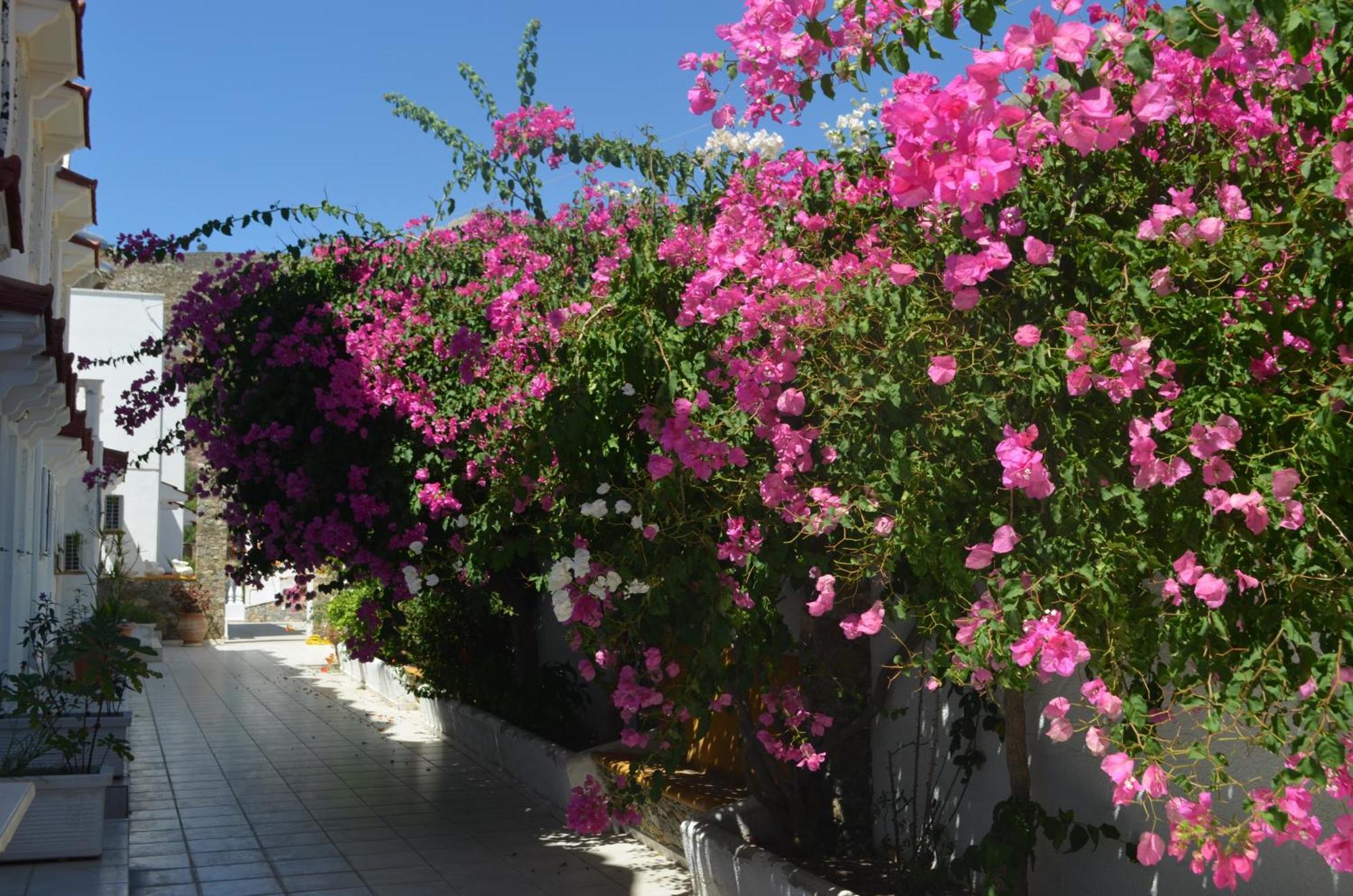 Nikos Studios Livadia  Exterior foto